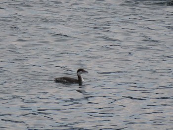 Horned Grebe 志津川湾 Thu, 2/15/2024