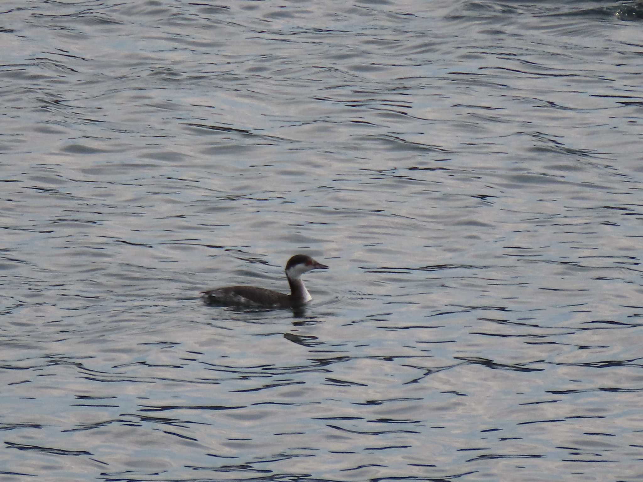 Horned Grebe