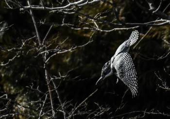 Crested Kingfisher 奈良 Sun, 2/18/2024