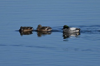 Falcated Duck North Inba Swamp Fri, 12/29/2023