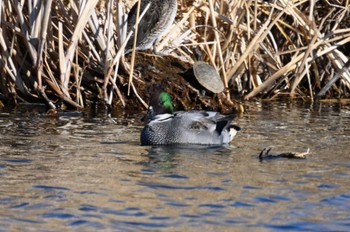 Falcated Duck North Inba Swamp Fri, 12/29/2023