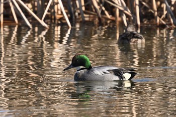 Falcated Duck North Inba Swamp Fri, 12/29/2023