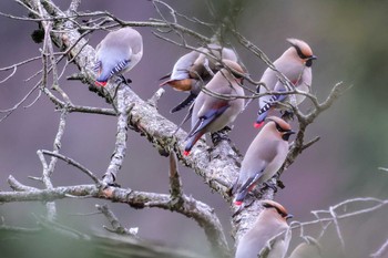 Japanese Waxwing 和泉葛城山 Sun, 2/18/2024