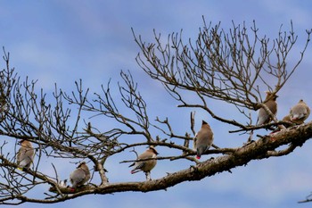 Japanese Waxwing 和泉葛城山 Sun, 2/18/2024