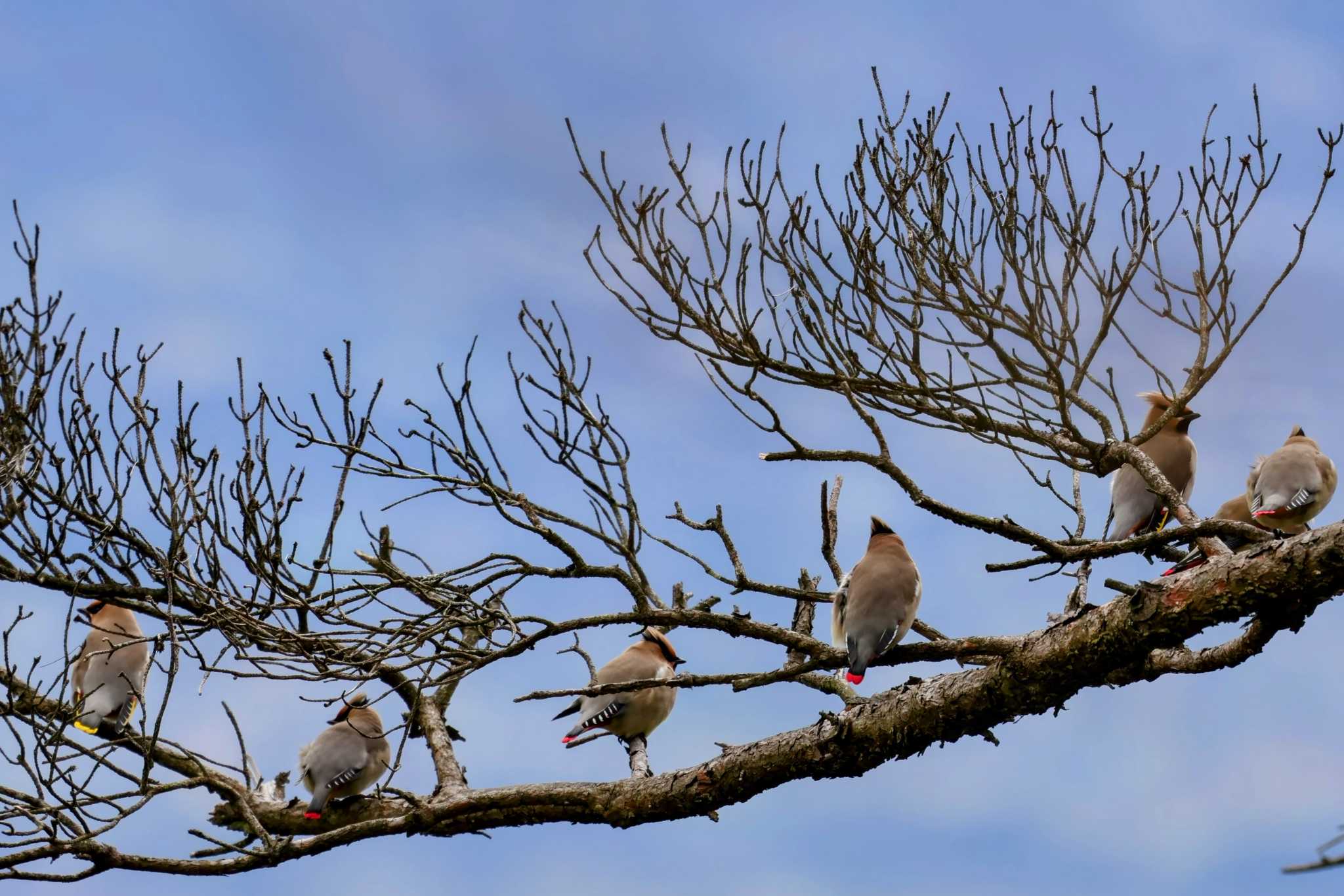 Photo of Japanese Waxwing at 和泉葛城山 by トビトチヌ