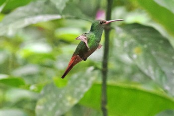 Rufous-tailed Hummingbird San Gerardo De Dota (Costa Rica) Sun, 2/11/2024