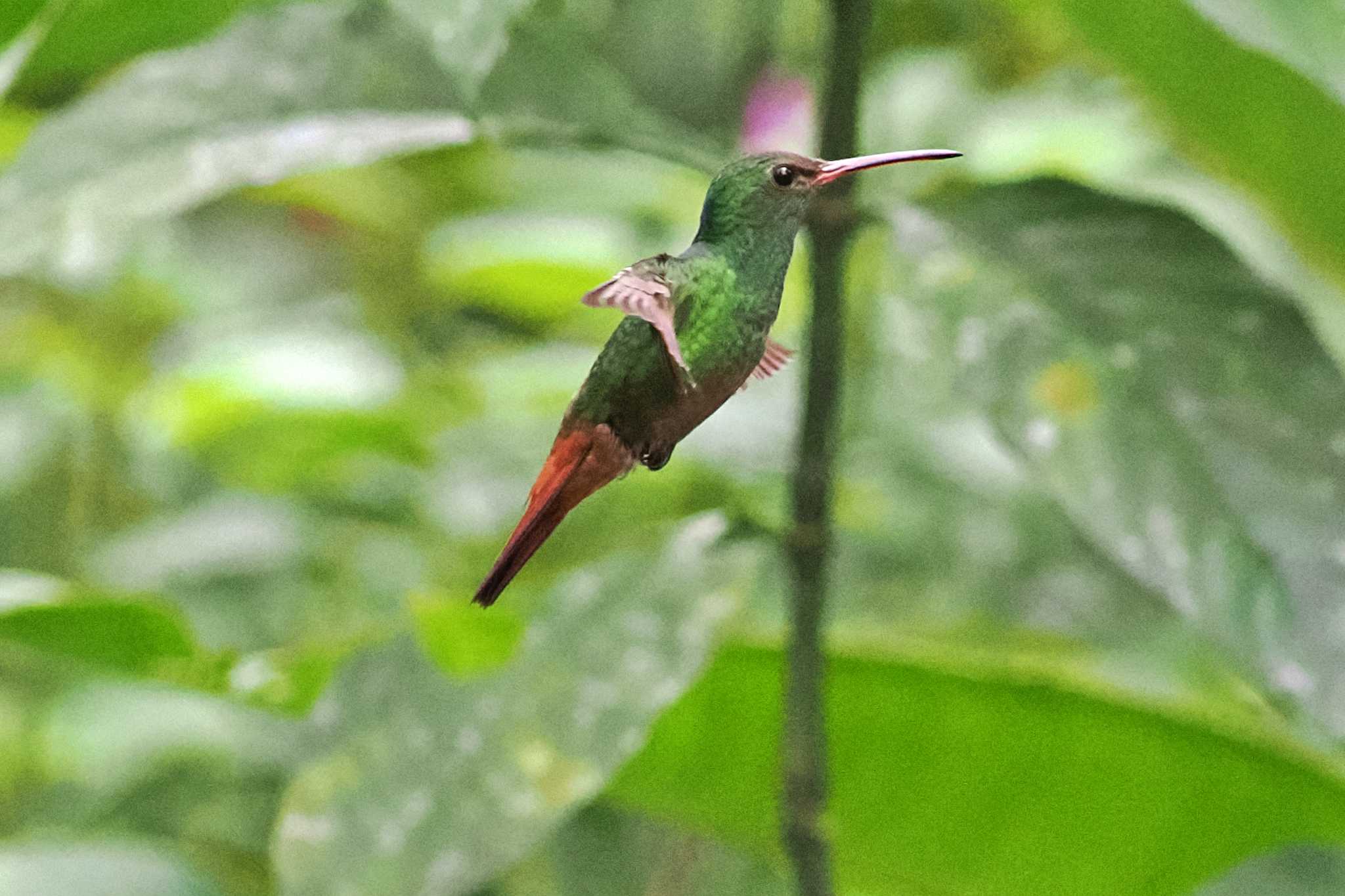 Photo of Rufous-tailed Hummingbird at San Gerardo De Dota (Costa Rica) by 藤原奏冥