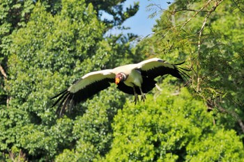 King Vulture San Gerardo De Dota (Costa Rica) Sat, 2/10/2024