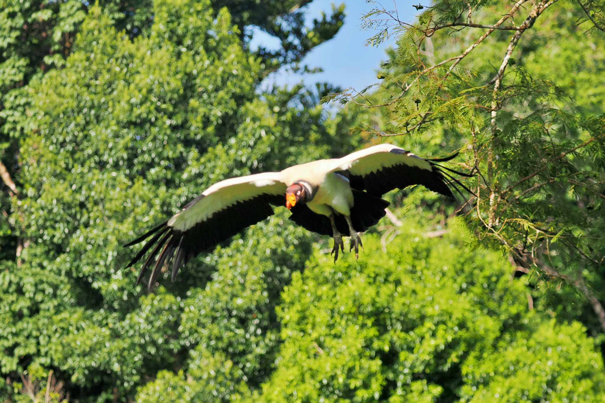 Photo of King Vulture at San Gerardo De Dota (Costa Rica) by 藤原奏冥