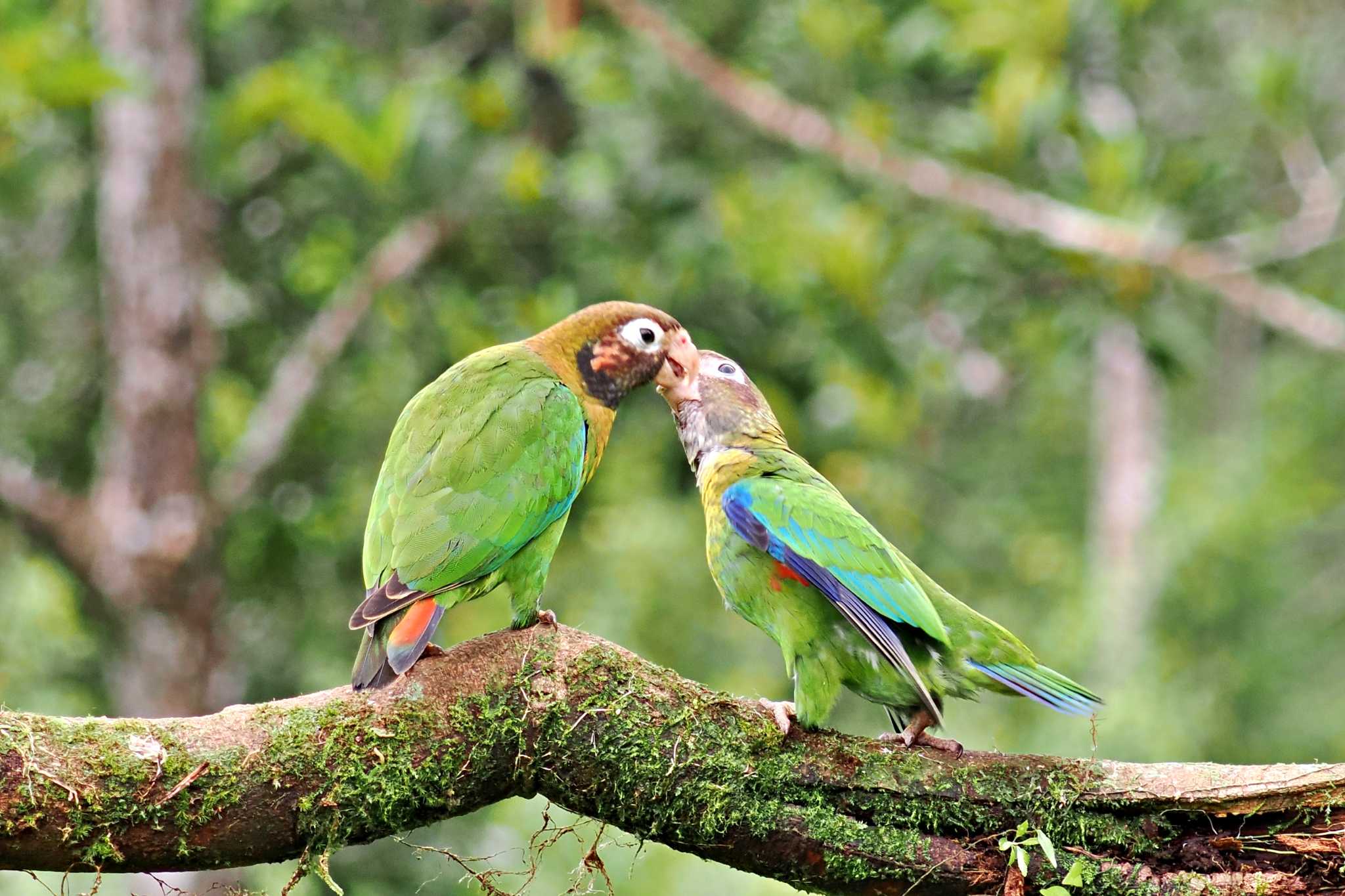 San Gerardo De Dota (Costa Rica) アカミミインコの写真 by 藤原奏冥