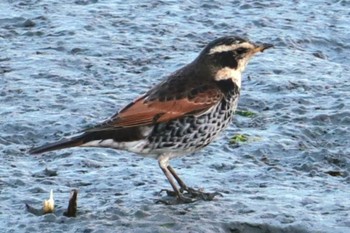 Dusky Thrush Tokyo Port Wild Bird Park Sun, 2/18/2024