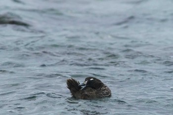 シノリガモ 真鶴岬 2024年2月7日(水)