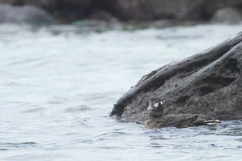 Harlequin Duck 真鶴岬 Wed, 2/7/2024