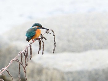 Common Kingfisher 鴨川 Sat, 2/10/2024