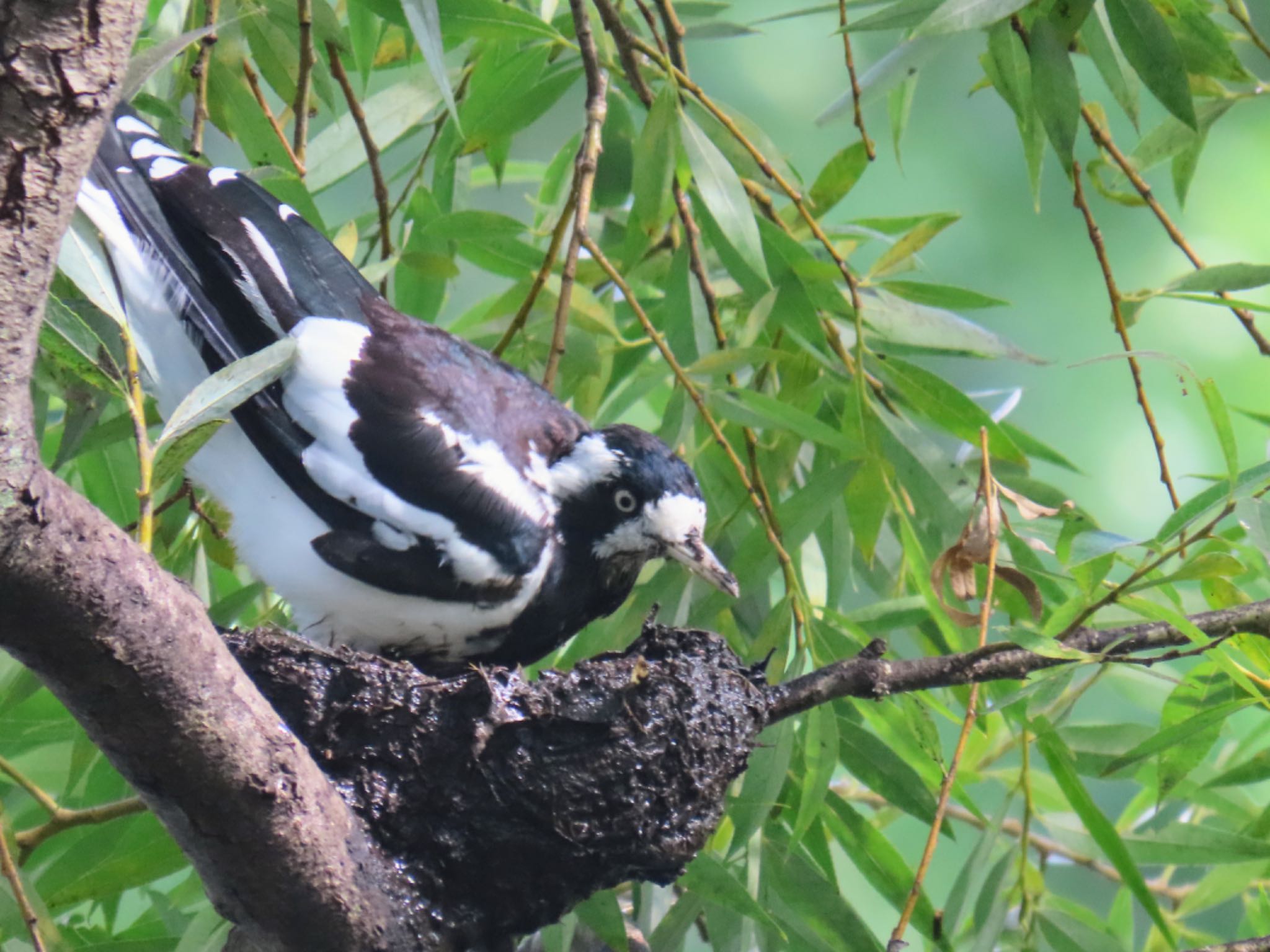 Photo of Magpie-lark at Centennial Park (Sydney) by Maki