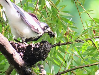 Magpie-lark Centennial Park (Sydney) Fri, 2/2/2024