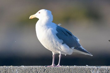 Glaucous-winged Gull Unknown Spots Mon, 2/12/2024