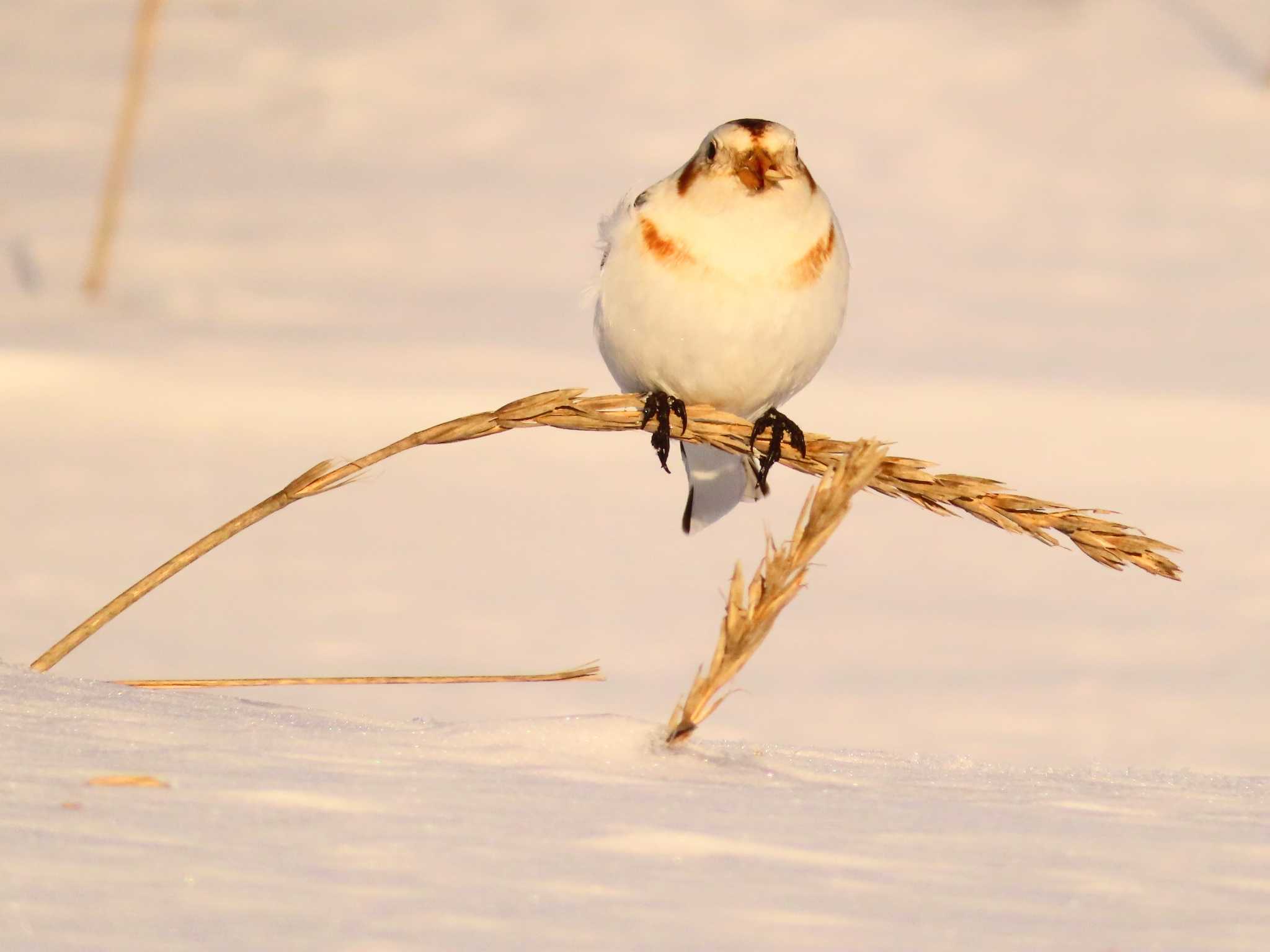 Snow Bunting