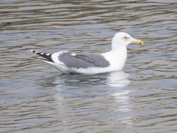 Vega Gull 志津川湾 Thu, 2/15/2024