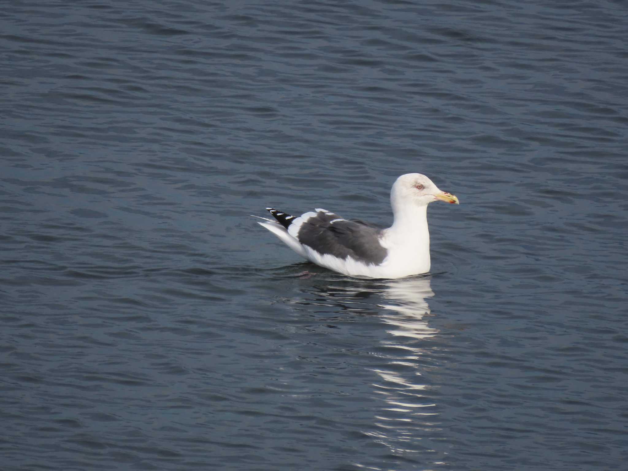 Slaty-backed Gull