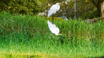 チュウサギ 草津市 2023年10月20日(金)