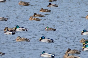 Baikal Teal 夏目の堰 (八丁堰) Mon, 2/19/2024