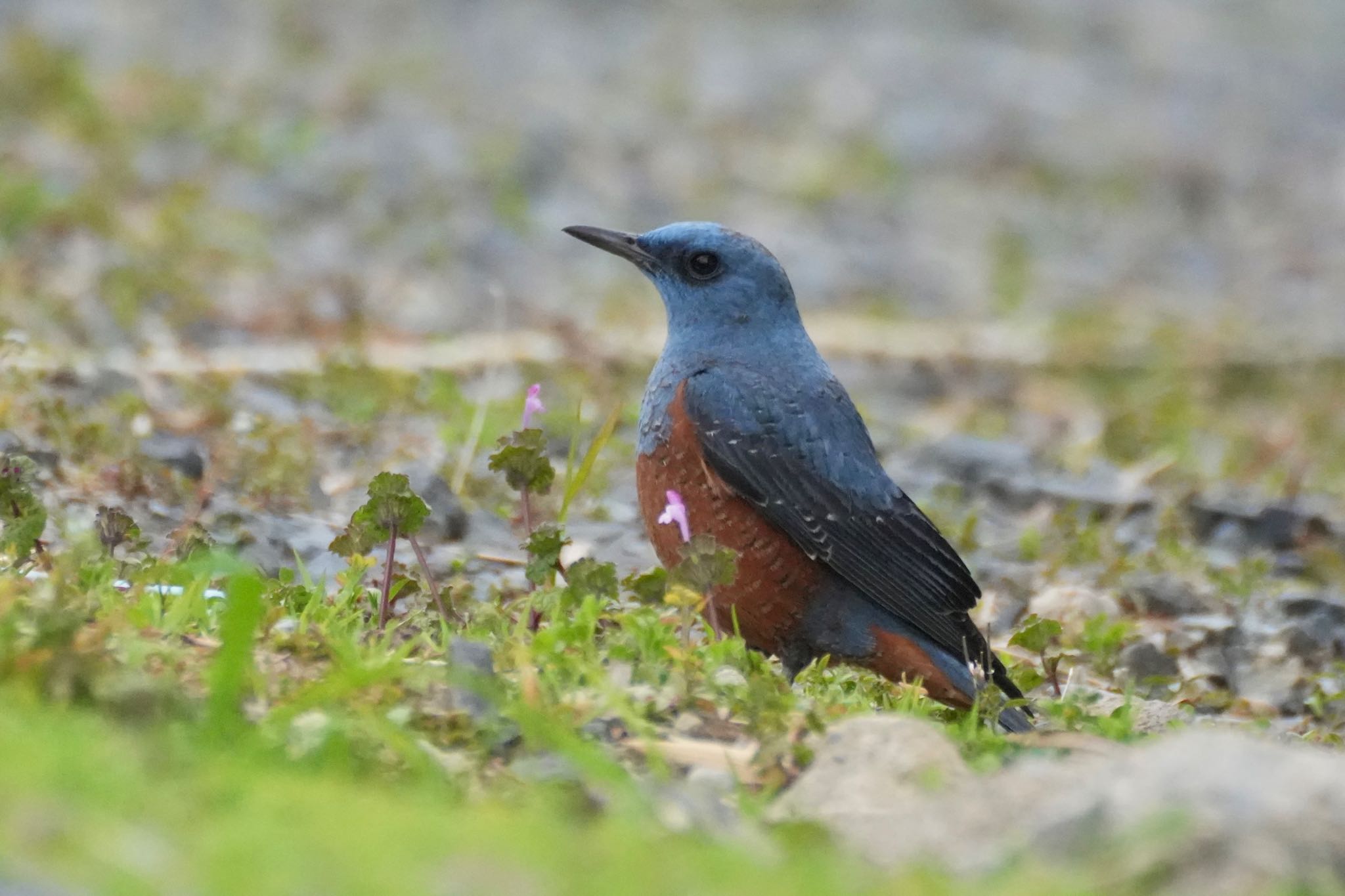 Photo of Blue Rock Thrush at 夏目の堰 (八丁堰) by あらどん