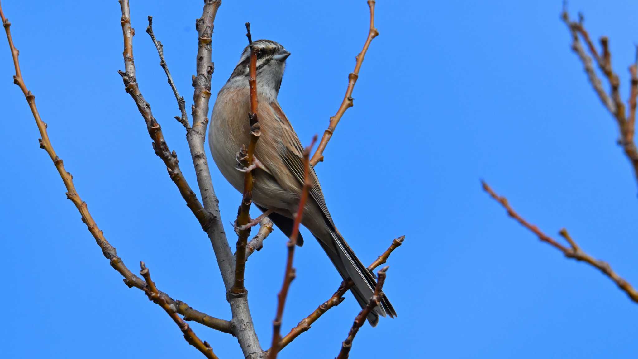 Meadow Bunting