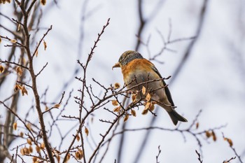 Brambling Shakujii Park Mon, 2/19/2024