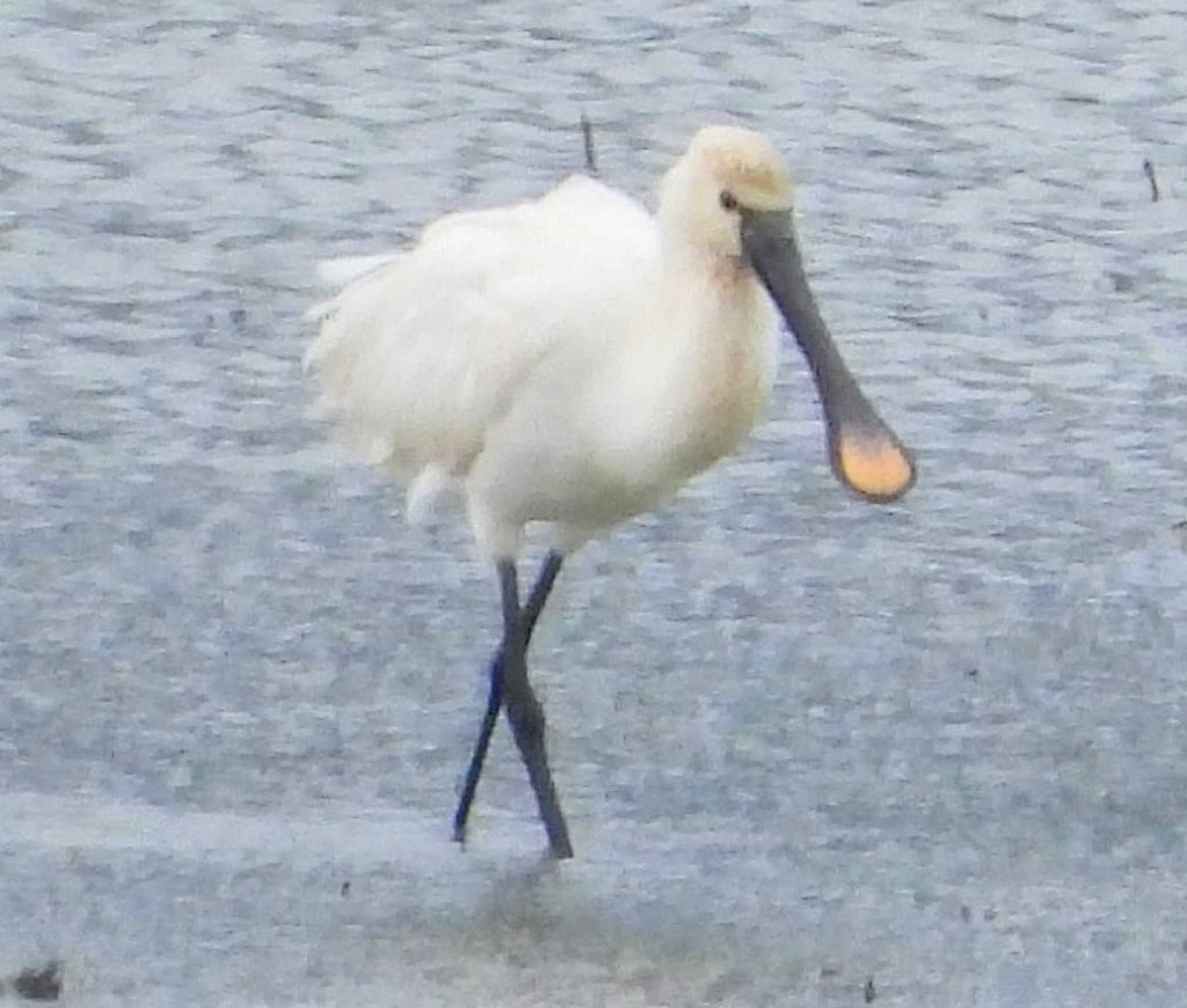 Photo of Eurasian Spoonbill at  by サジタリウスの眼