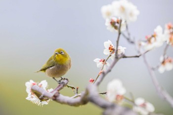 Warbling White-eye Hama-rikyu Gardens Sun, 2/18/2024