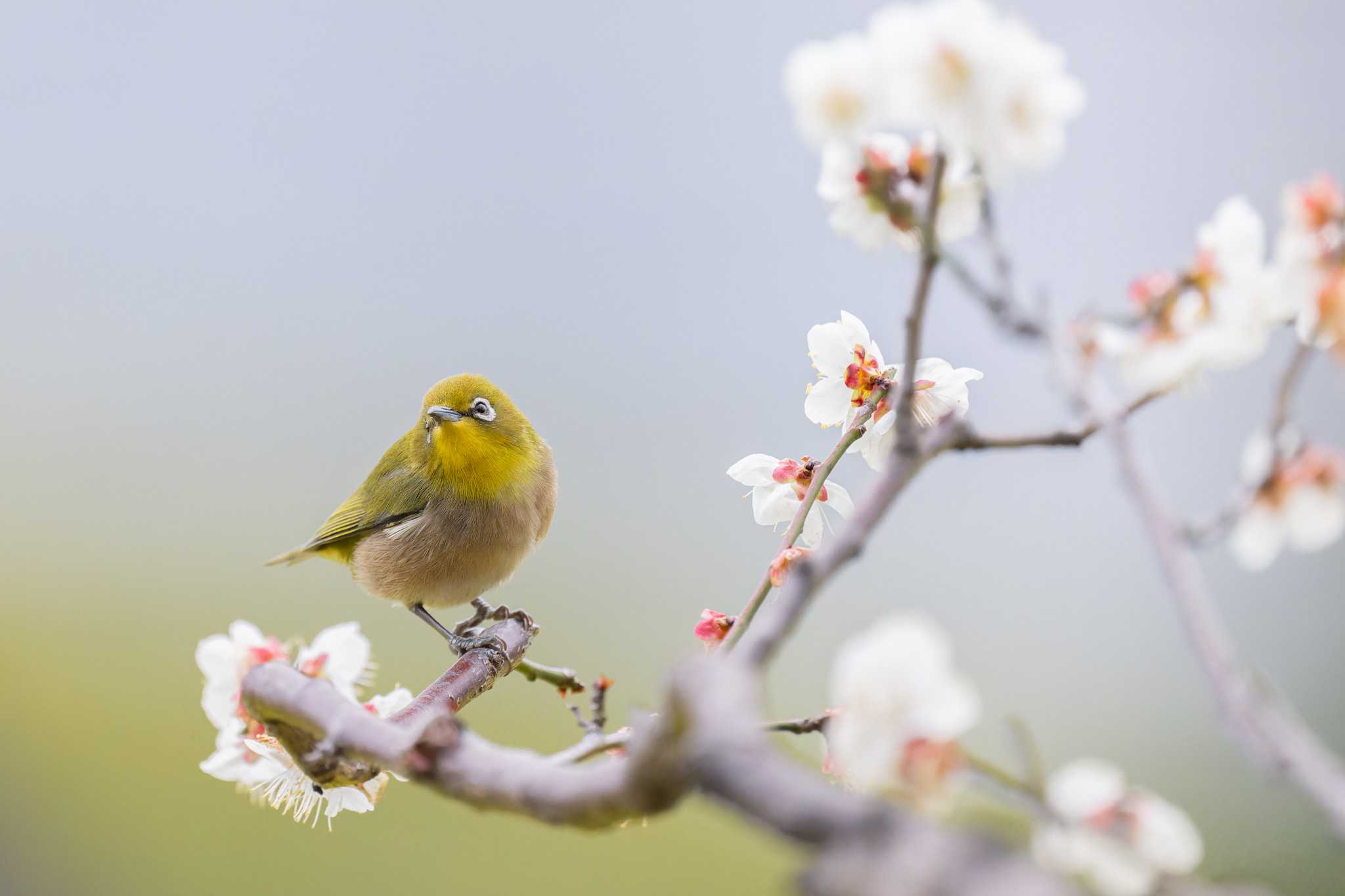 Warbling White-eye