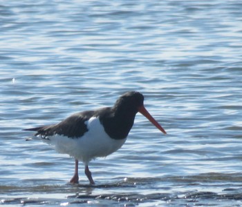 2024年2月18日(日) ふなばし三番瀬海浜公園の野鳥観察記録