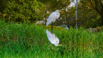 チュウサギ 草津市 2023年10月20日(金)