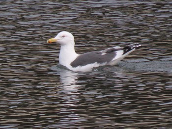 Vega Gull 志津川湾 Thu, 2/15/2024