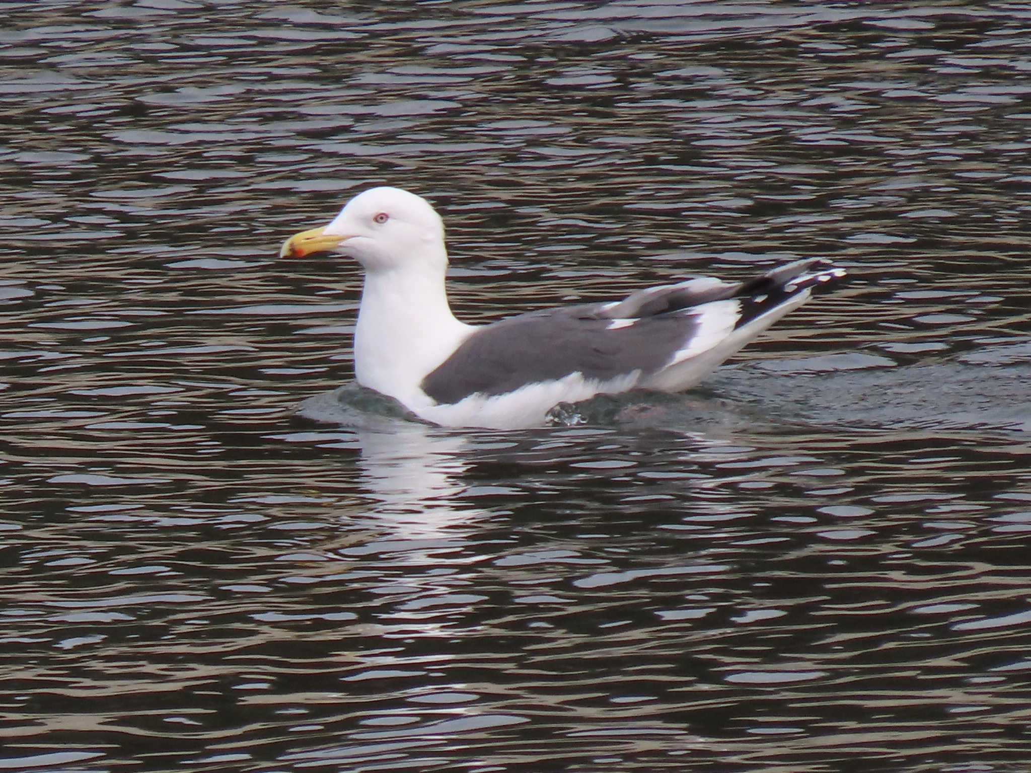 Vega Gull