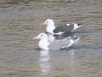 Glaucous-winged Gull 志津川湾 Thu, 2/15/2024