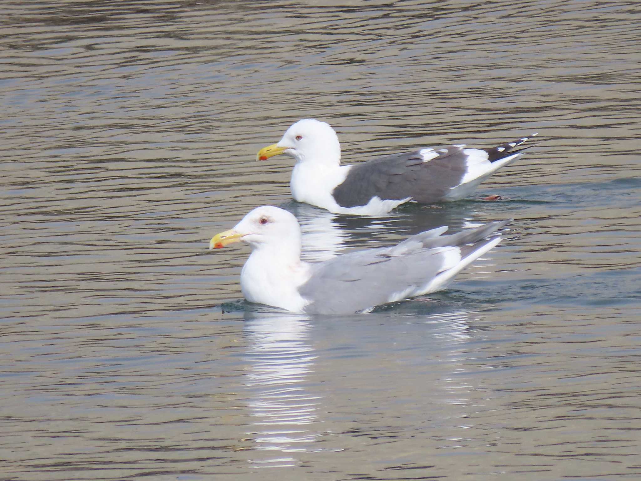 Glaucous-winged Gull