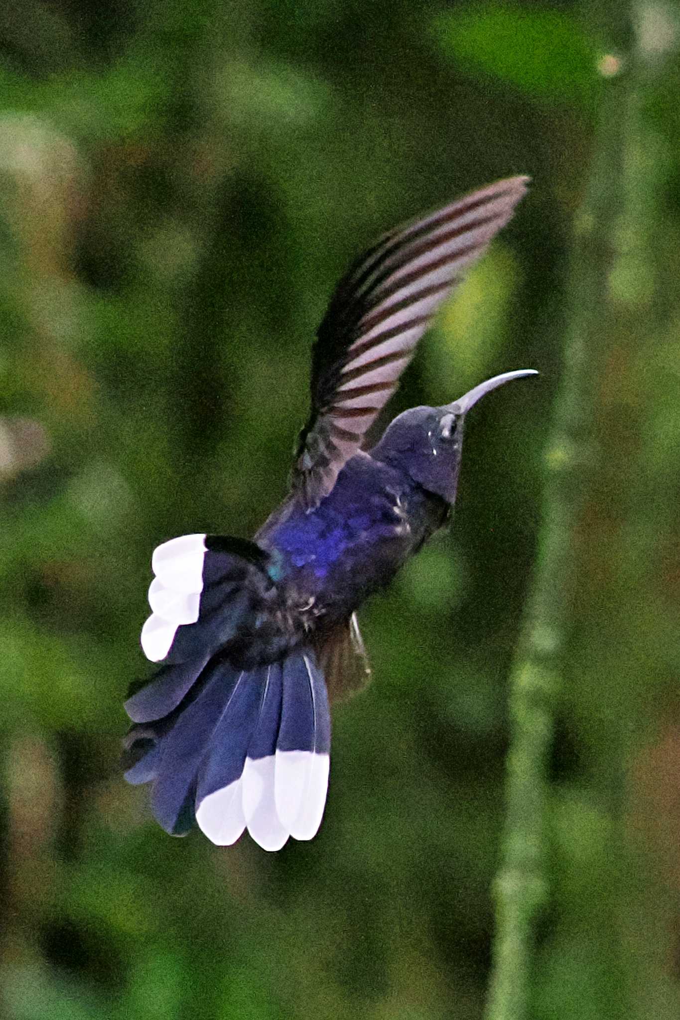 Photo of Violet Sabrewing at San Gerardo De Dota (Costa Rica) by 藤原奏冥