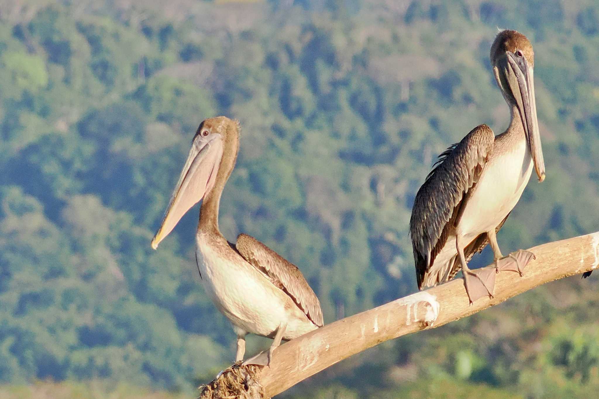 Photo of Brown Pelican at Tarcoles River Cruise(Costa Rica) by 藤原奏冥