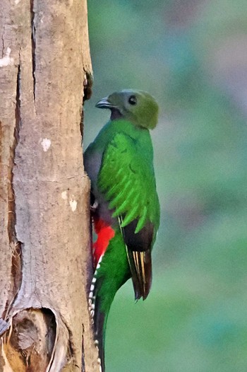 Resplendent Quetzal San Gerardo De Dota (Costa Rica) Tue, 2/13/2024