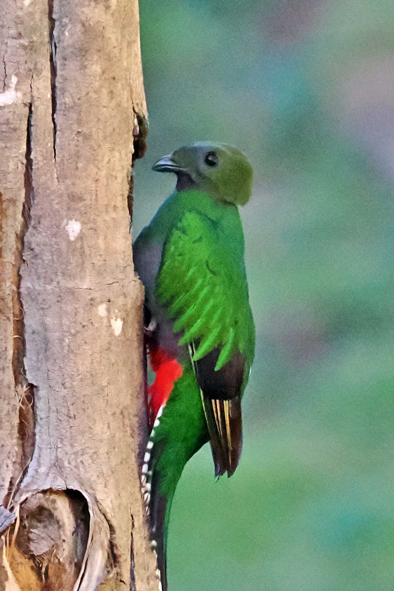 Photo of Resplendent Quetzal at San Gerardo De Dota (Costa Rica) by 藤原奏冥