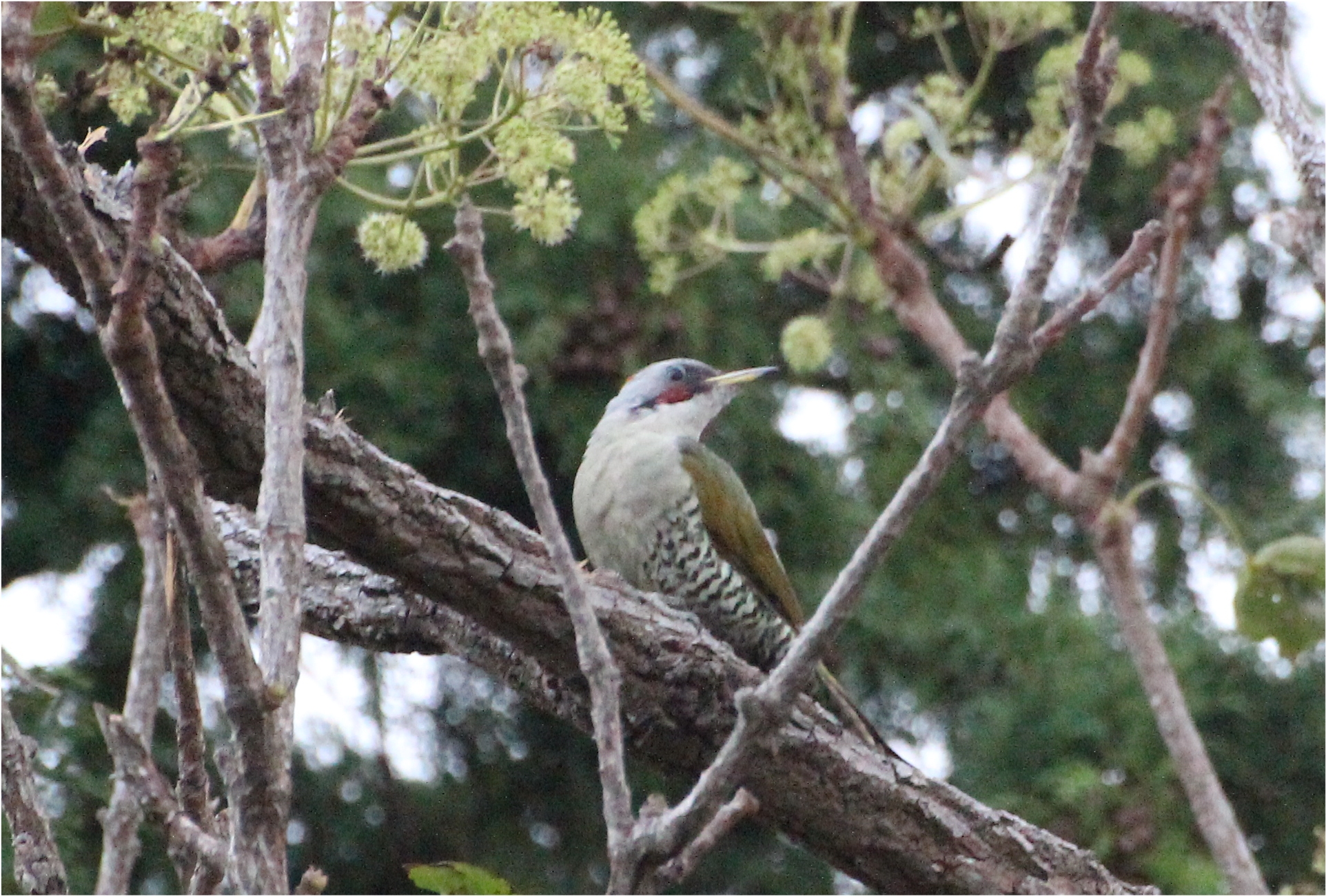 Photo of Japanese Green Woodpecker at 静岡県伊東市富戸 by Yamasaki  Yasuko