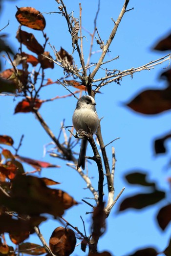 エナガ 小幡緑地 2018年11月25日(日)