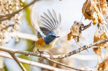 2024年2月11日(日) 小石川植物園の野鳥観察記録