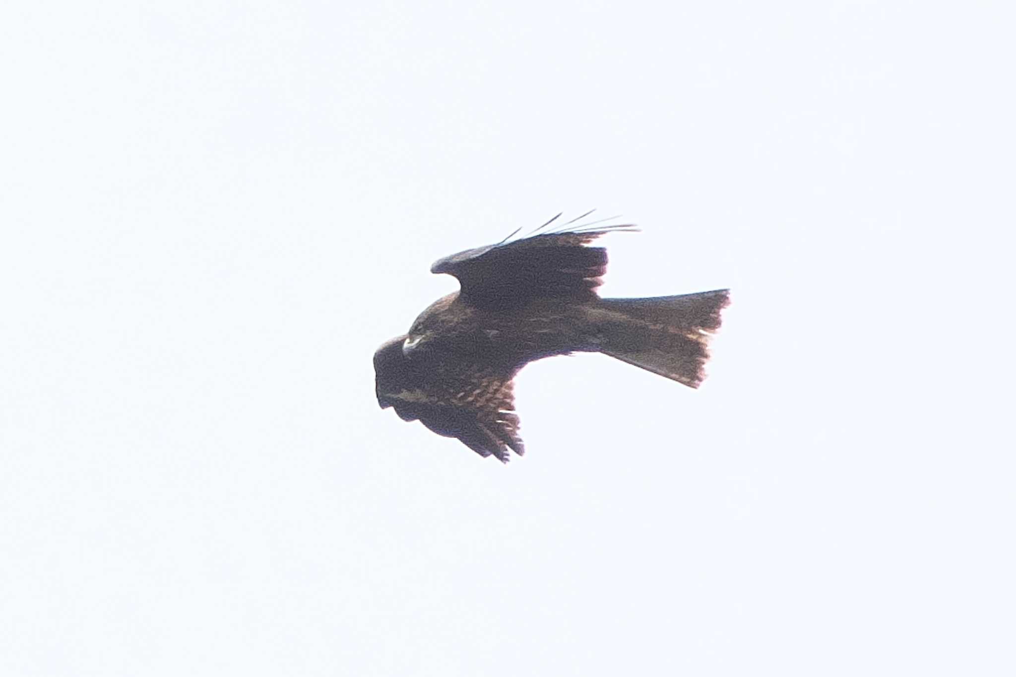 Photo of Black Kite at 沢山池 by Y. Watanabe