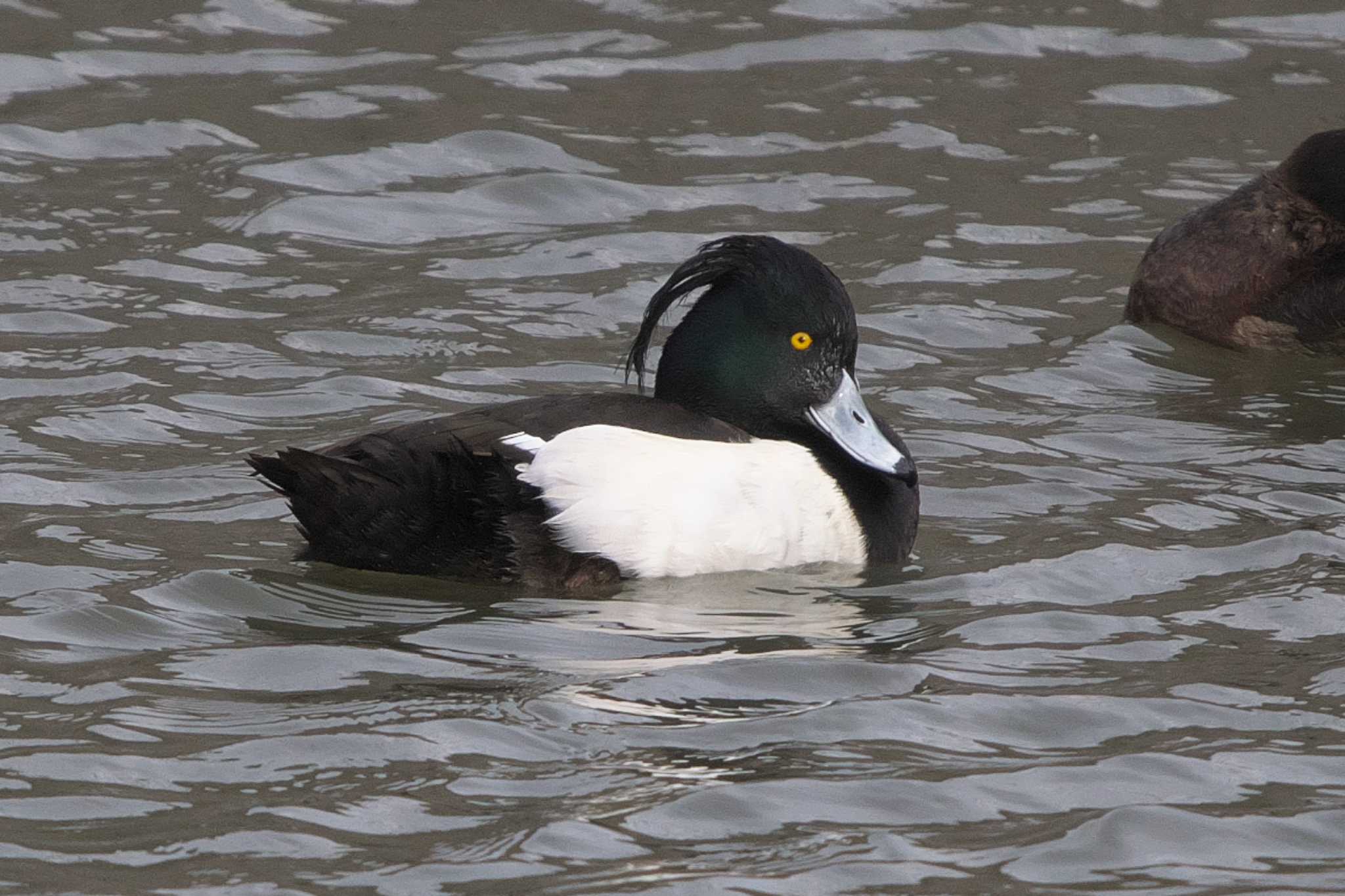 Photo of Tufted Duck at 沢山池 by Y. Watanabe