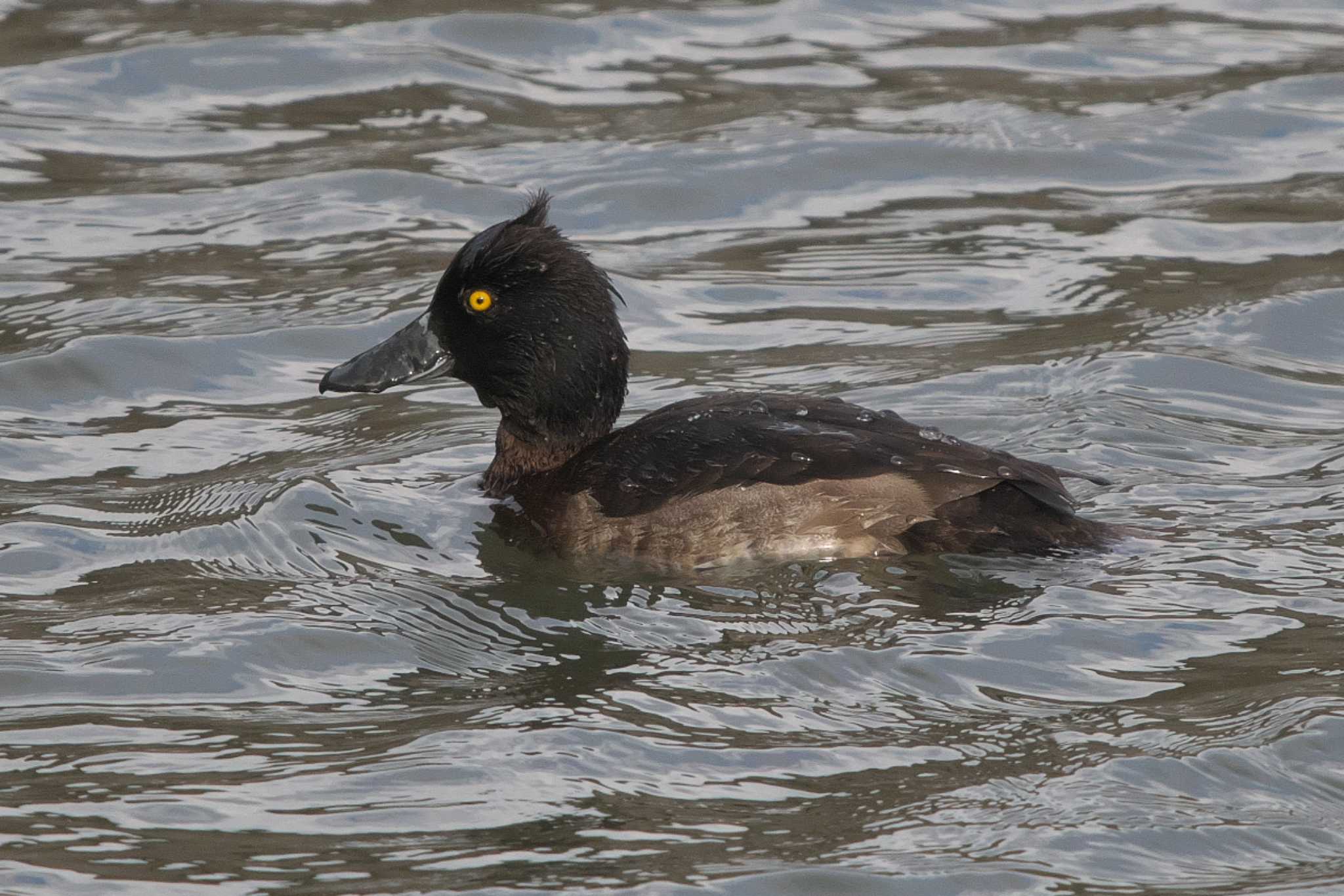 Photo of Tufted Duck at 沢山池 by Y. Watanabe