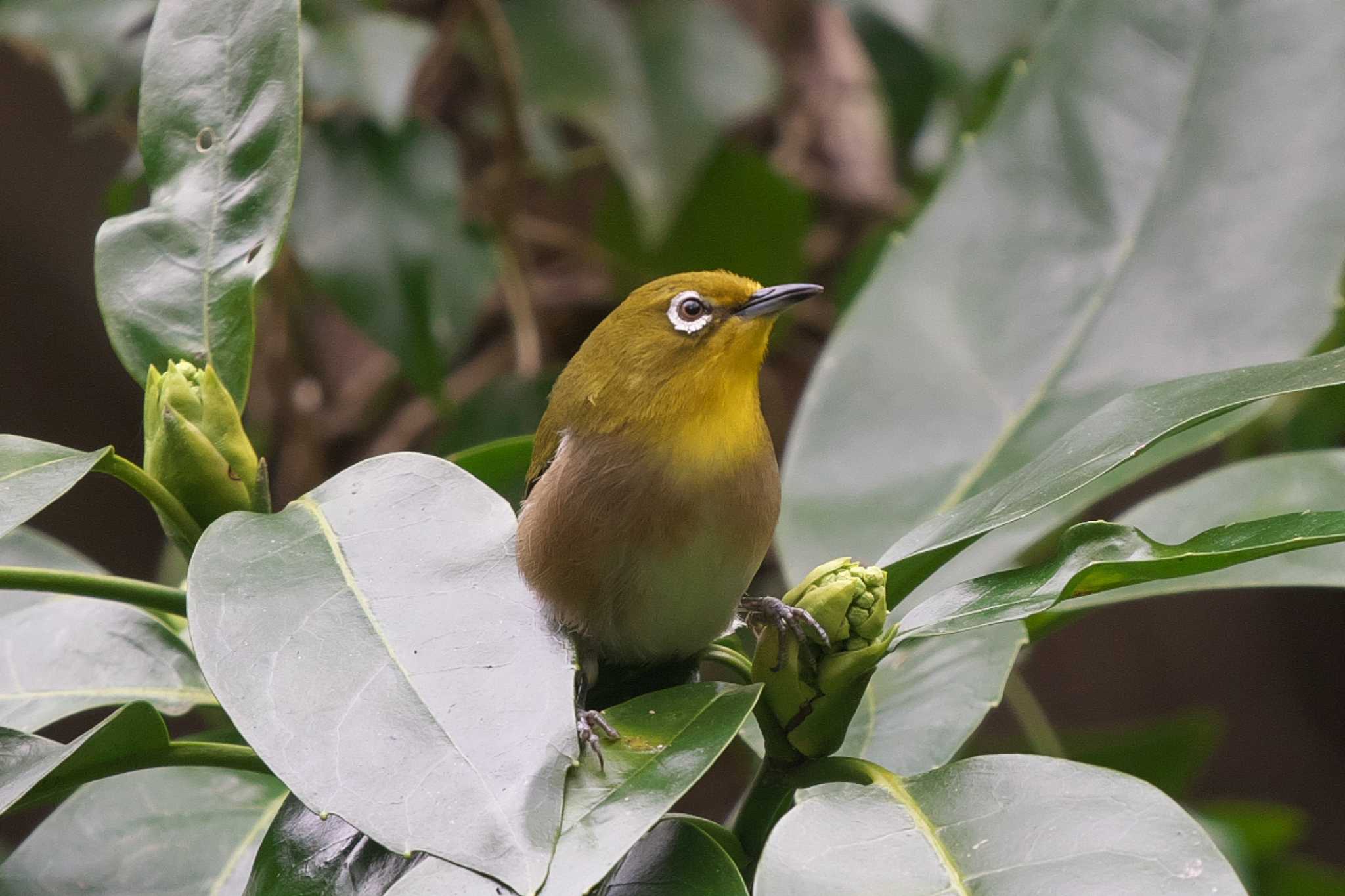 Photo of Warbling White-eye at 沢山池 by Y. Watanabe