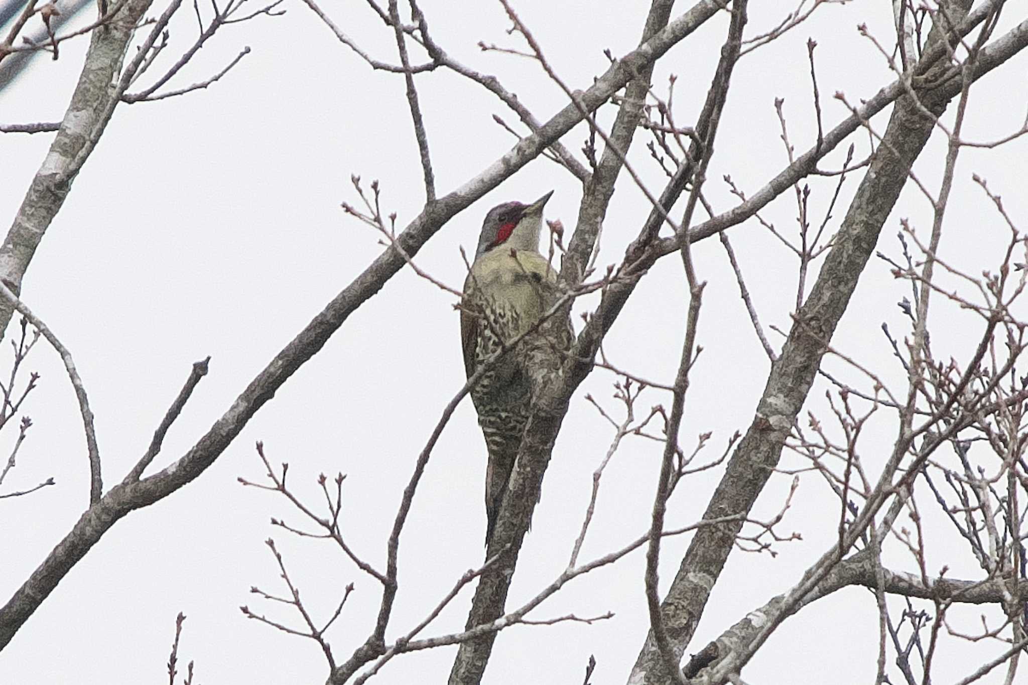 Japanese Green Woodpecker